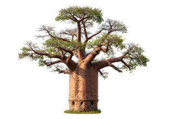 Fototapeten Baobab Isolated baobab tree with thick trunk and small branches, with a small amount of green foliage  © Ophelia