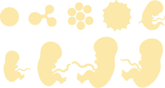 Illustration of human embryonic development stages on white background