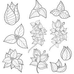 Stylized Botanical Line Art Collection: Hand-Drawn Plant and Leaf Outlines for Design and Coloring Pages
