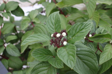 plant with white berries