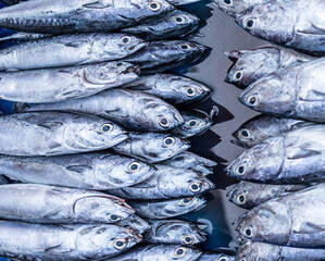 Fototapeta premium Fresh fish at the seafood market