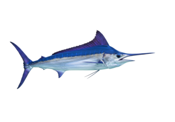 Isolated marlin fish, ocean animal, predator swimming in marine ecosystem, sport fishing