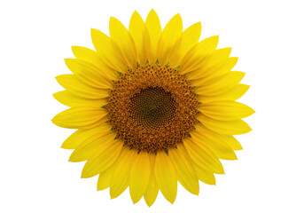 Isolated vibrant sunflower with detailed center and bright petals, closeup of a summer flower