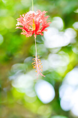 Coral Hibiscus, Fringed Hibiscus or Hibiscus schizopetalus or malvaceae