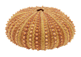Isolated Echinoderm, Sea Urchin Shell with Studs in Circular Pattern, Spikes Texture Surface