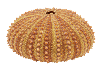 Isolated Echinoderm, Sea Urchin Shell with Studs in Circular Pattern, Spikes Texture Surface
