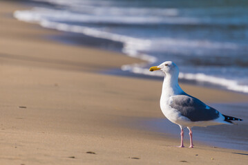 seagull on the beach