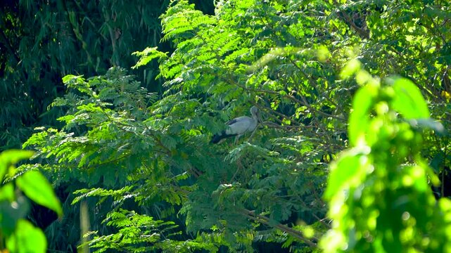 Asian Openbill Stork or Anastomus Oscitans sitting on a tree branch among green leaves