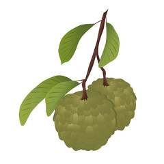 Cherimoya (Custard Apple) fruit with leaves.