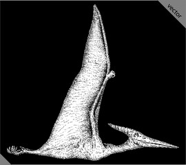 Vintage engraving isolated pterosaur set illustration pterodactylus ink sketch. Flying dinosaur background silhouette Jurassic art. Black and white hand drawn vector image