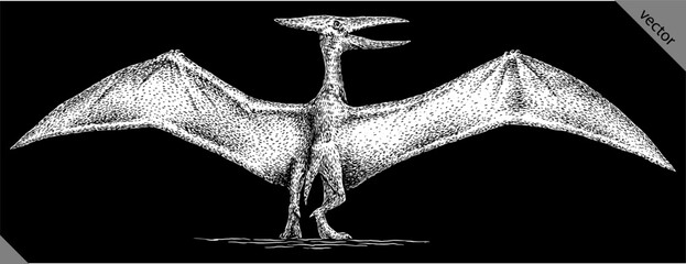 Vintage engraving isolated pterosaur set illustration pterodactylus ink sketch. Flying dinosaur background silhouette Jurassic art. Black and white hand drawn vector image