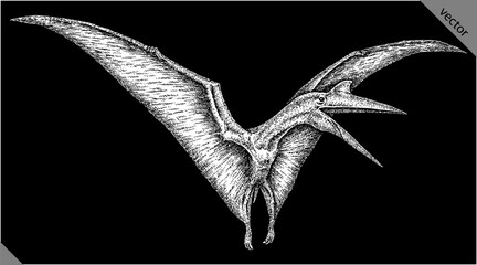 Vintage engraving isolated pterosaur set illustration pterodactylus ink sketch. Flying dinosaur background silhouette Jurassic art. Black and white hand drawn vector image