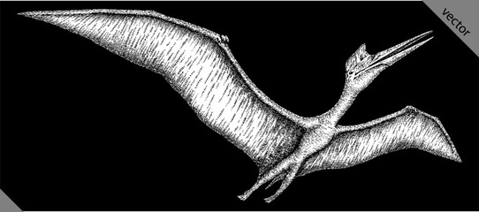 Vintage engraving isolated pterosaur set illustration pterodactylus ink sketch. Flying dinosaur background silhouette Jurassic art. Black and white hand drawn vector image