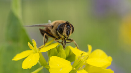 Close-up of a bee collecting pollen from a bright yellow flower in a vibrant garden during spring season