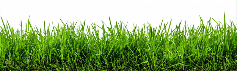Obraz premium a horizontal border of green grass isolated on a white background