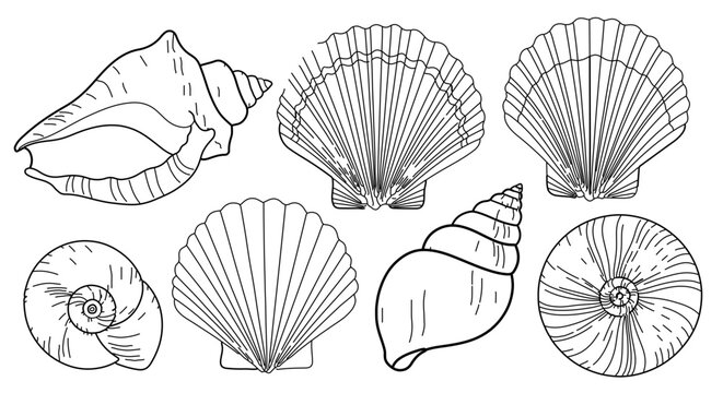 Collection of seashell line art featuring various shapes and sizes of marine life shells