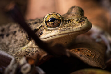 Cuban Tree Frog Up Close at Night