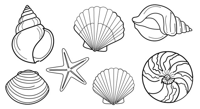 Collection of various sea shells and a starfish, hand drawn outline style