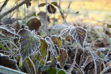 frost on the branches