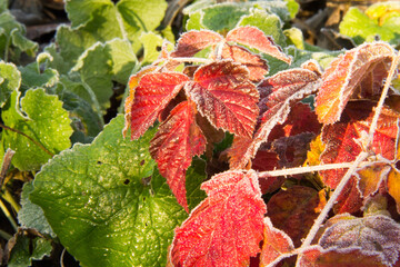 autumn leaves in the snow