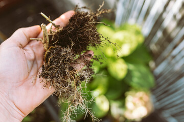 dry garden plant root woman hand