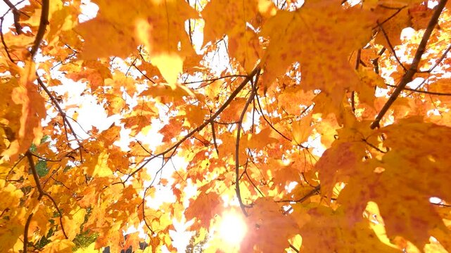 4K video of an autumn tree foliage with beautiful fall colorful leaves in Vermont, New England, USA. Travel seasonal landscapes with cooler temperatures. 