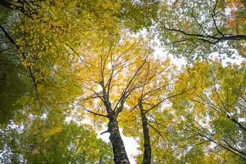 Sunlight filters through forest trees with yellow and green autumn leaves showing natural background texture and healthy ecosystem