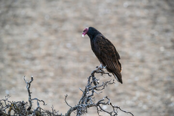 Turkey Vulture, perched, Peninsula Valdes, Patagonia Argentina.