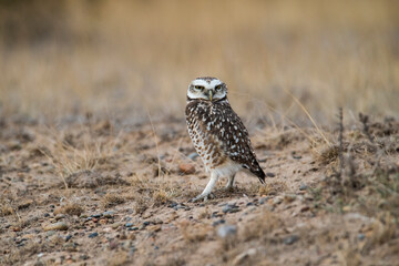 Burrowing Owl, Peninsula Valdes, Chubut Province, Patagonia, Argentina
