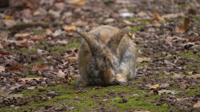 Close up ofa brown bunny sitting in leaves on a cloudy autumn day grooming it self.