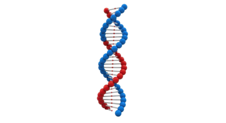 Scientific visualization of human DNA double helix molecule representing genetics and biotechnology concept. isolated PNG with Transparent Background