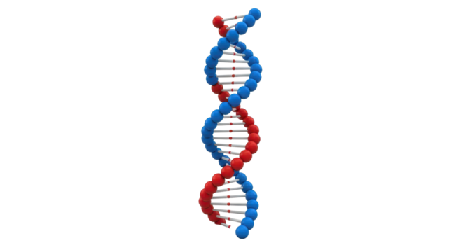 Scientific visualization of human DNA double helix molecule representing genetics and biotechnology concept. isolated PNG with Transparent Background