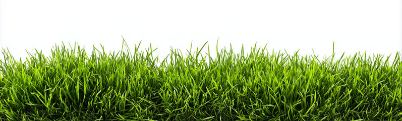 Fototapeta premium a horizontal border of green grass isolated on a white background