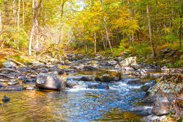 autumn forest stream
