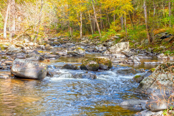 stream in the forest