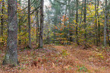 autumn in the forest