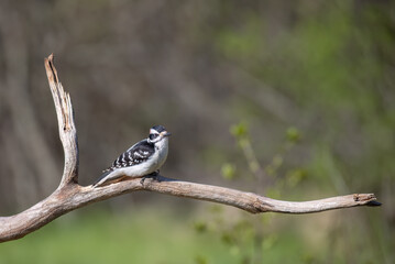 Downy woodpecker male perched on a branch in summer in Ottawa, Canada