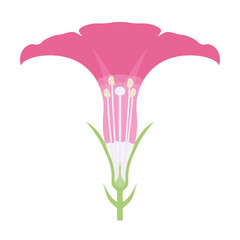 朝顔の花の断面のイラスト