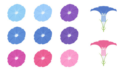 カラフルな朝顔と花の断面のイラスト素材セット