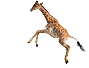 Naklejka premium Jumping giraffe isolated on transparent background in mid-air motion
