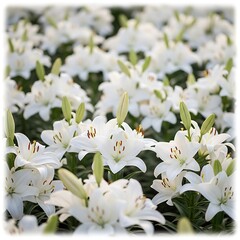 Obraz premium Elegant White Lilies in Full Bloom - A Serene Floral Display.