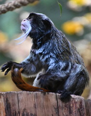 Profile of an emperor tamarine