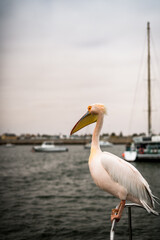 Dolphin Cruise & Sandwich Harbour Combo