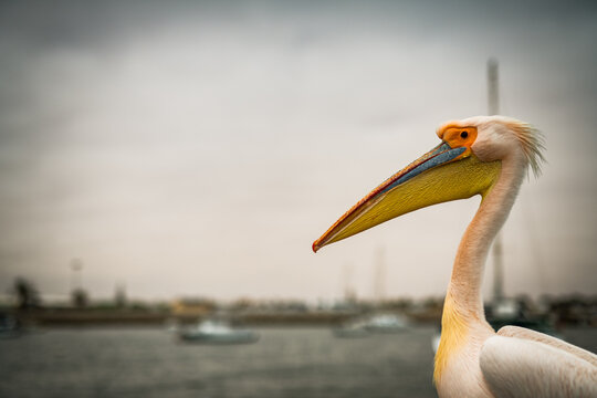 Dolphin Cruise & Sandwich Harbour Combo