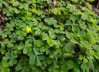 陽だまりのクローバー