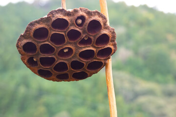 静寂に咲く終焉