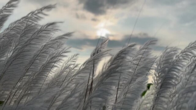 Saccharum Spontaneum or Kash Phool Plant with Selective Focus, Also Known as Kans Grass, Wild Sugarcane 