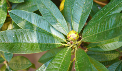 Close up of Large Green Leathery Leaves Arranged Around a Central Bud