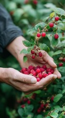 Hands gathering ripe red raspberries from lush green bush