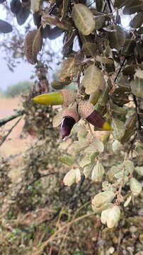 Bellotas en todas sus gamas de colores 